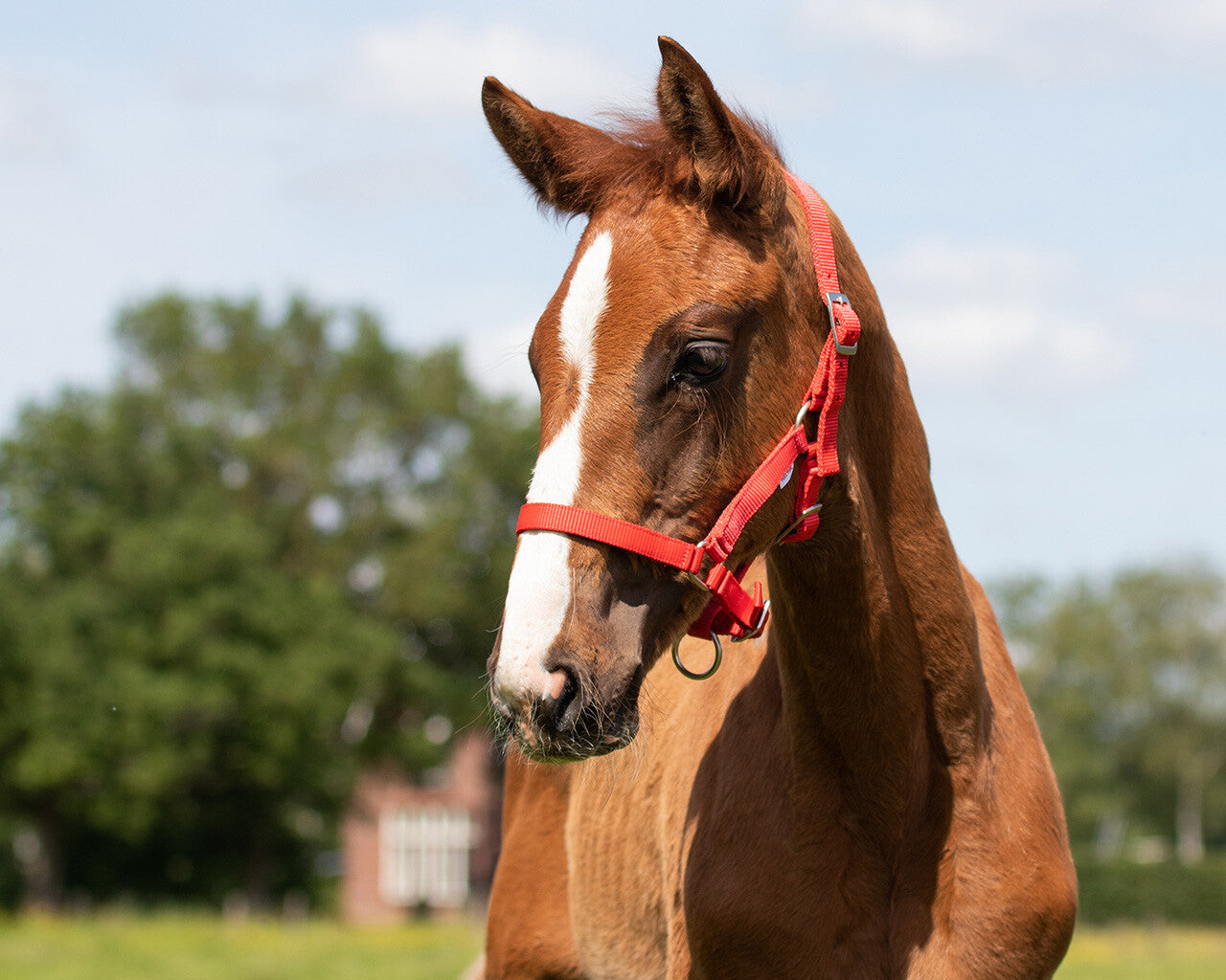 Cabezada de cuadra Head collar potro QHP para equitación - vista 18