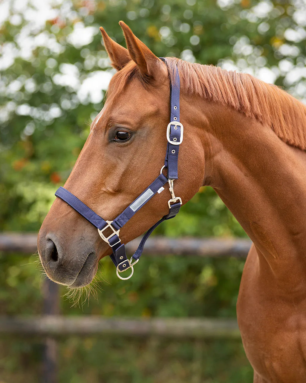 Cabezada de cuadra Head collar Forrado QHP para equitación - vista 2