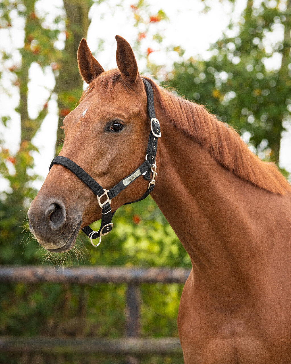 Cabezada de cuadra Head collar Forrado QHP para equitación - vista 7