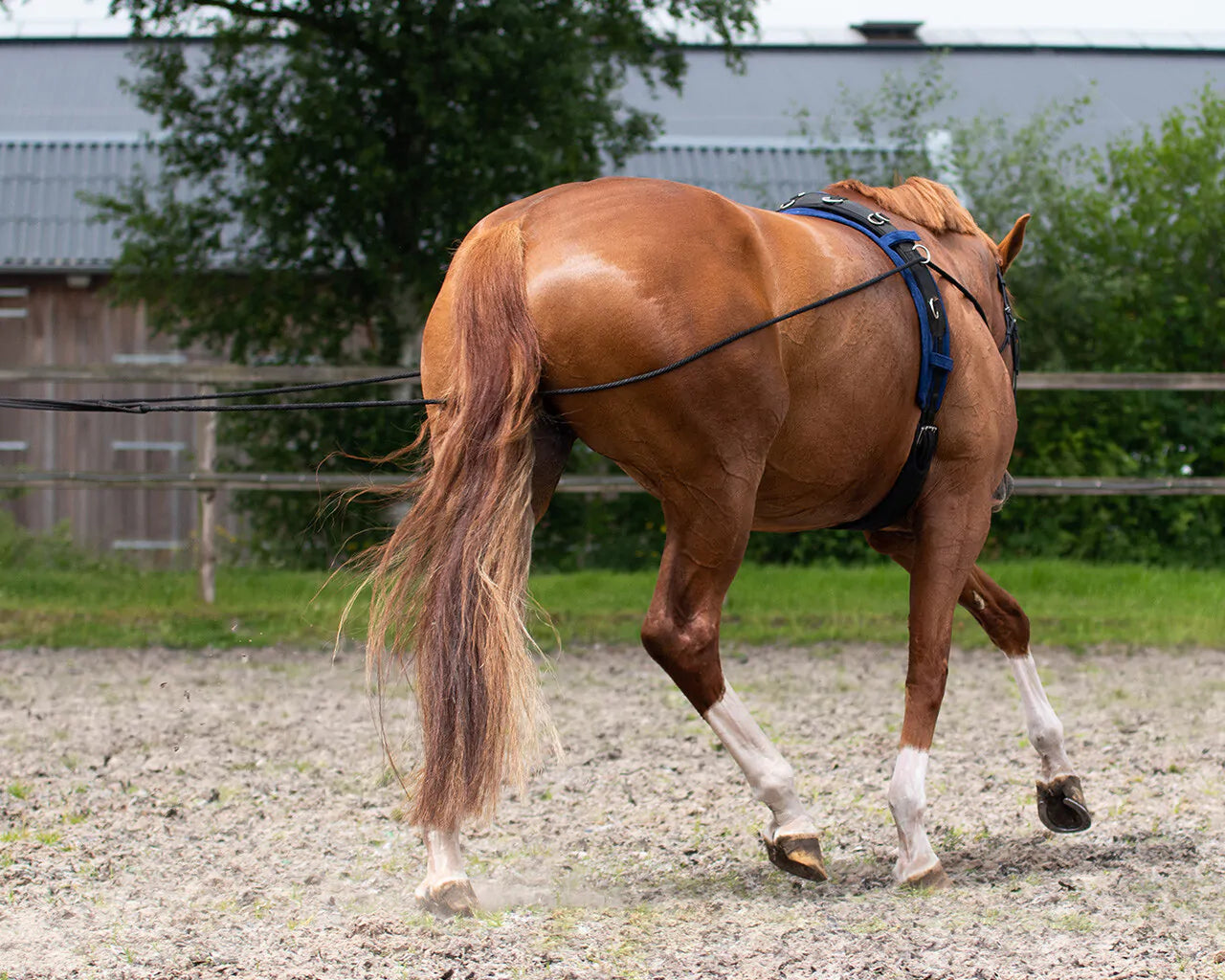 Riendas Lunging rein double QHP para equitación - vista 8