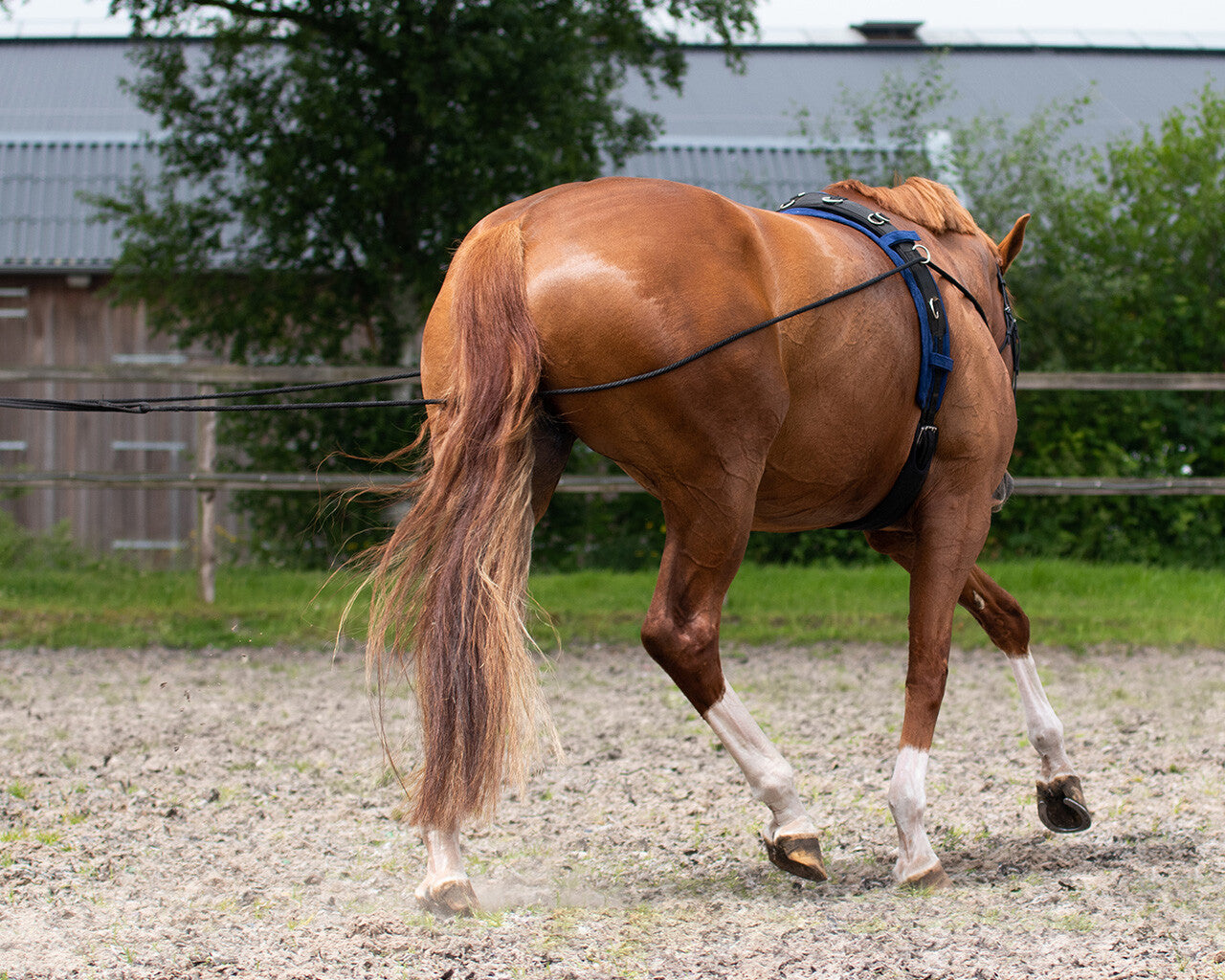 Riendas Lunging rein double QHP para equitación - vista 7