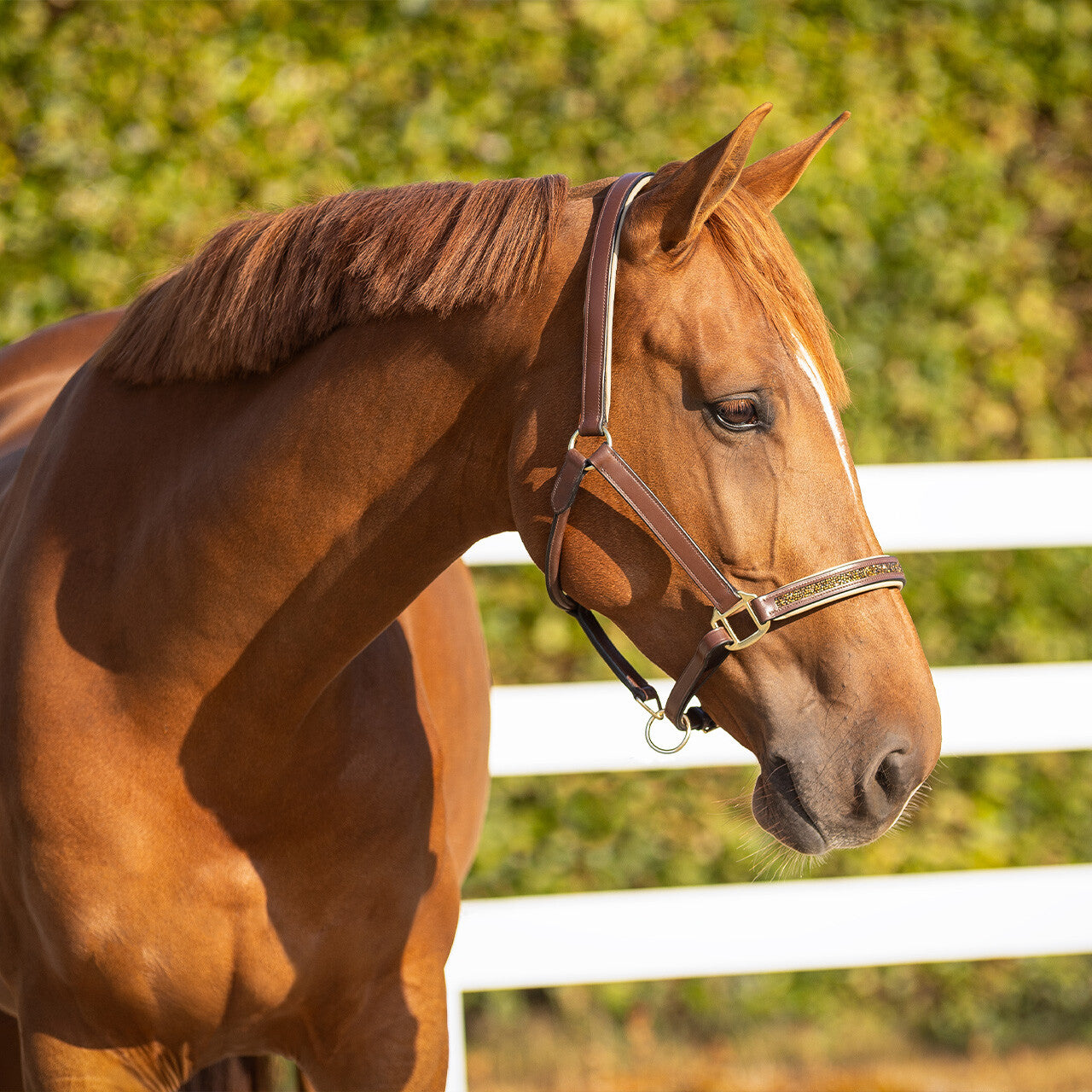 Cabezada de cuadra Head collar cuero Lupine QHP para equitación - vista 15