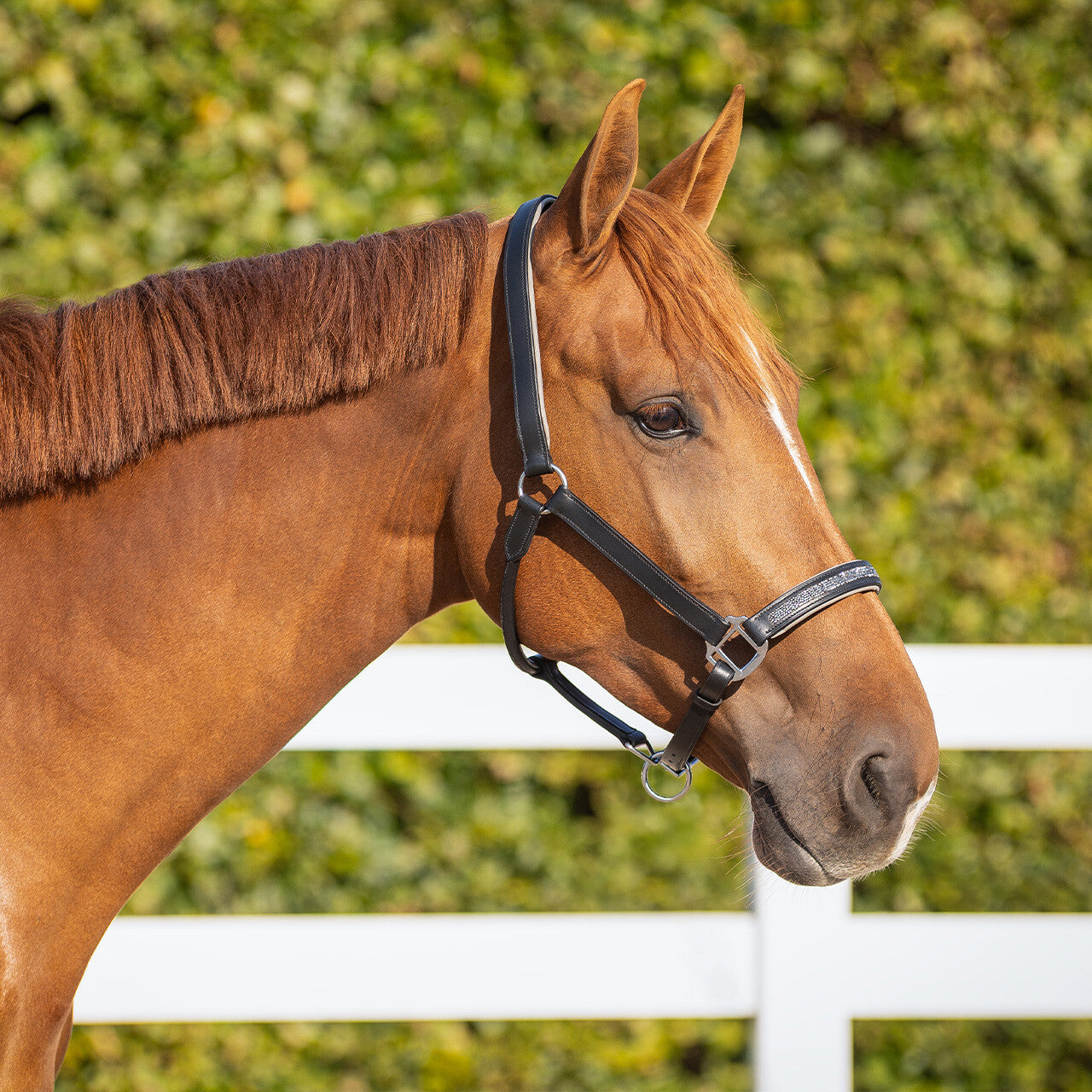 Cabezada de cuadra Head collar cuero Lupine QHP para equitación - vista 23