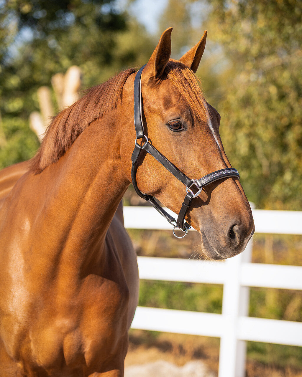 Cabezada de cuadra Head collar cuero Lupine QHP para equitación - vista 24