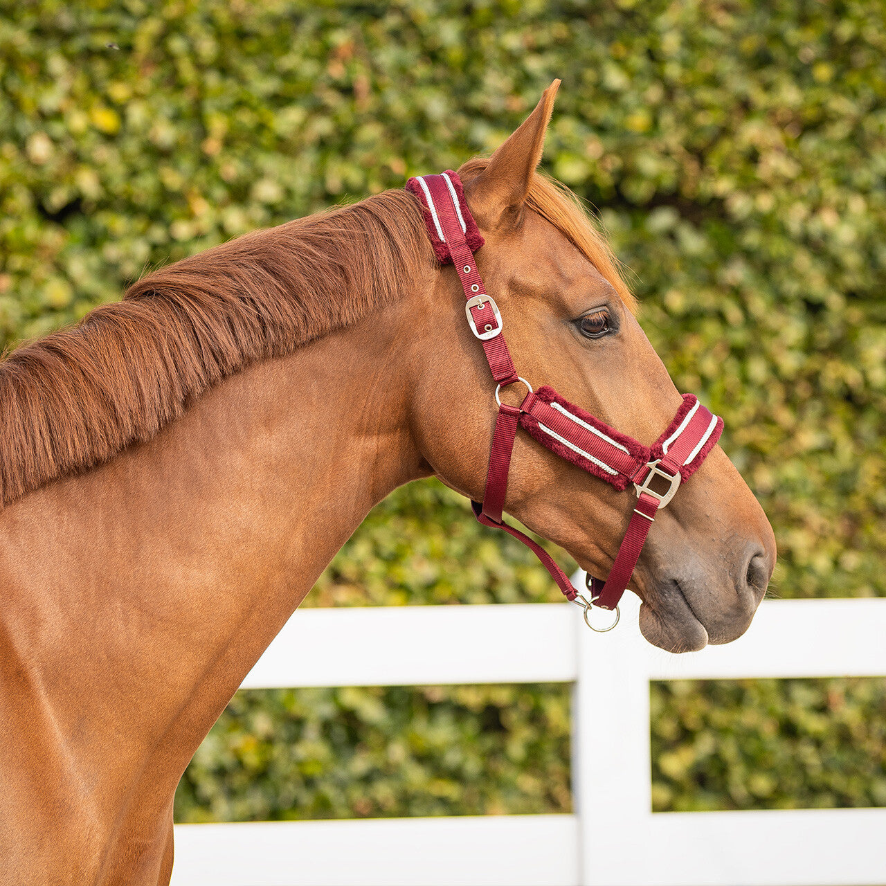 Cabezada de cuadra Head collar set Dolci QHP para equitación - vista 35