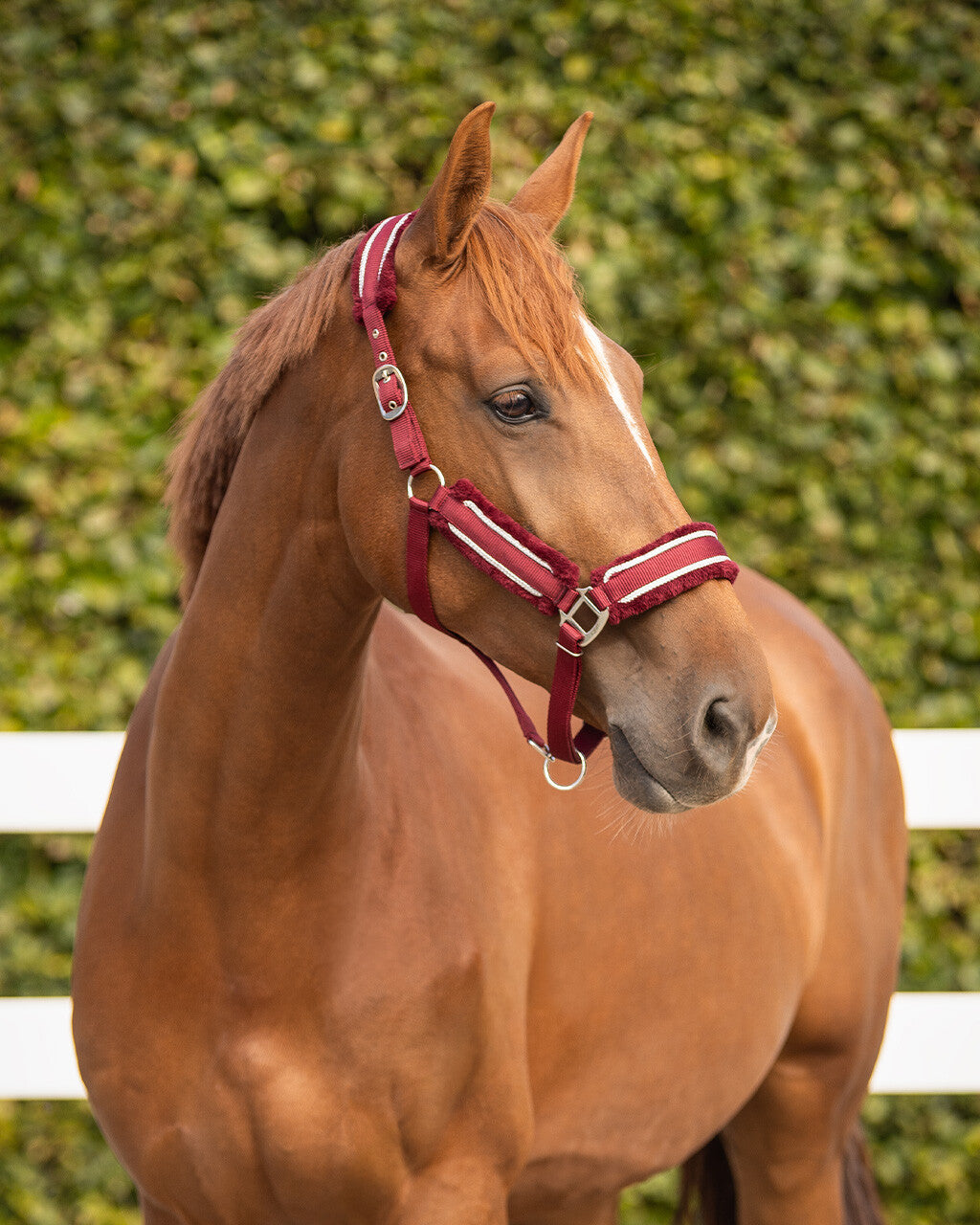 Cabezada de cuadra Head collar set Dolci QHP para equitación - vista 13