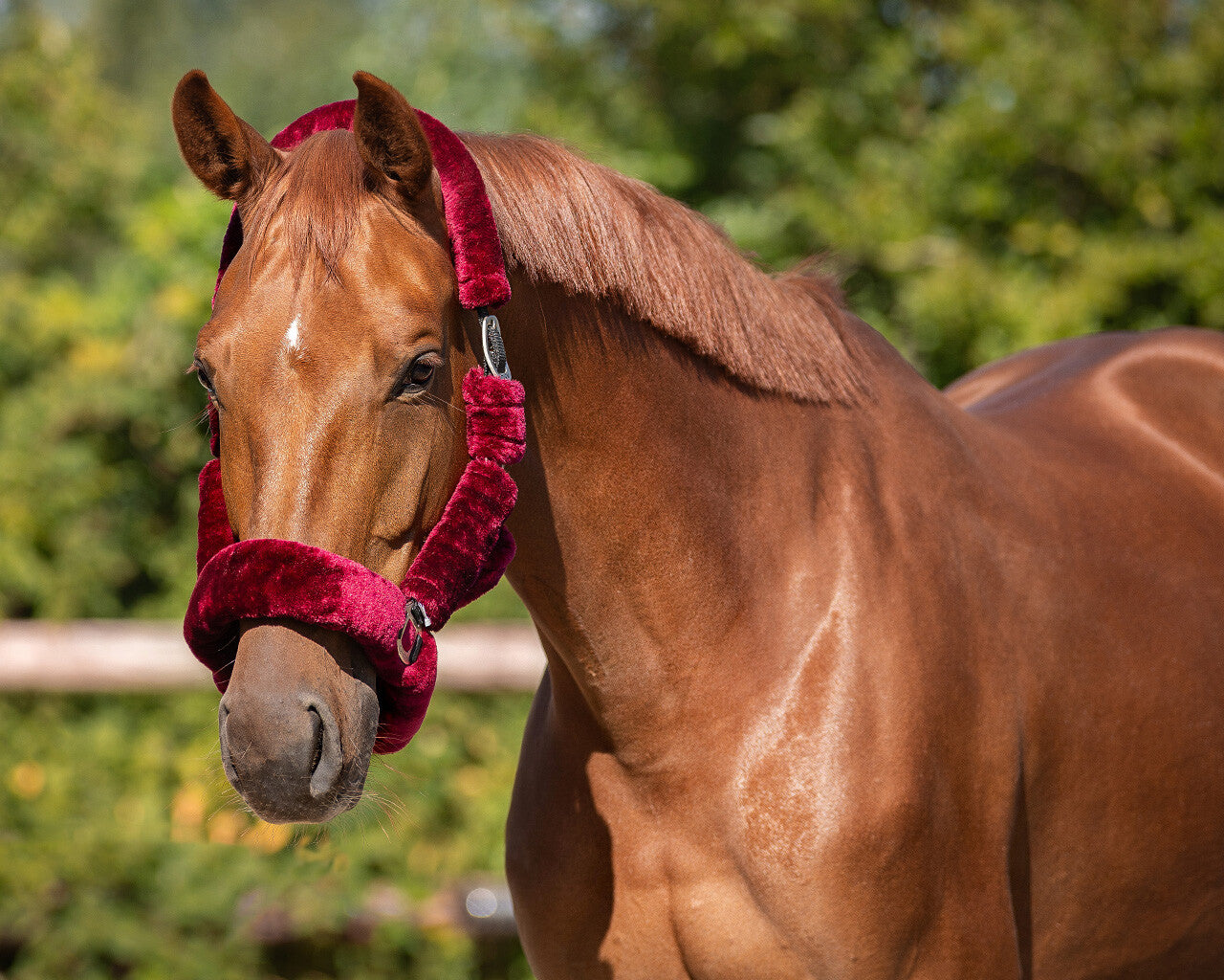 Cabezada de cuadra Head collar Alaska QHP para equitación - vista 32