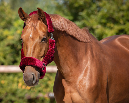 Cabezada de cuadra Head collar Alaska QHP para equitación - vista 32