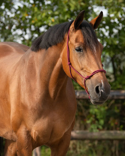 Cabezada de cuadra Rope halter basic QHP para equitación - vista 2
