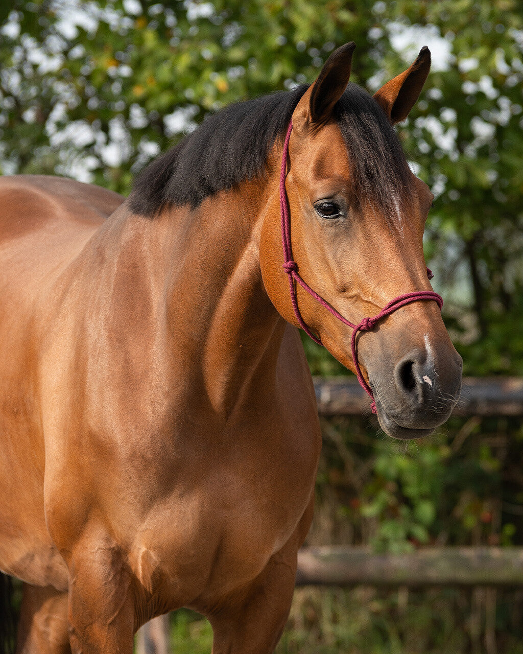 Cabezada de cuadra Rope halter basic QHP para equitación - vista 30
