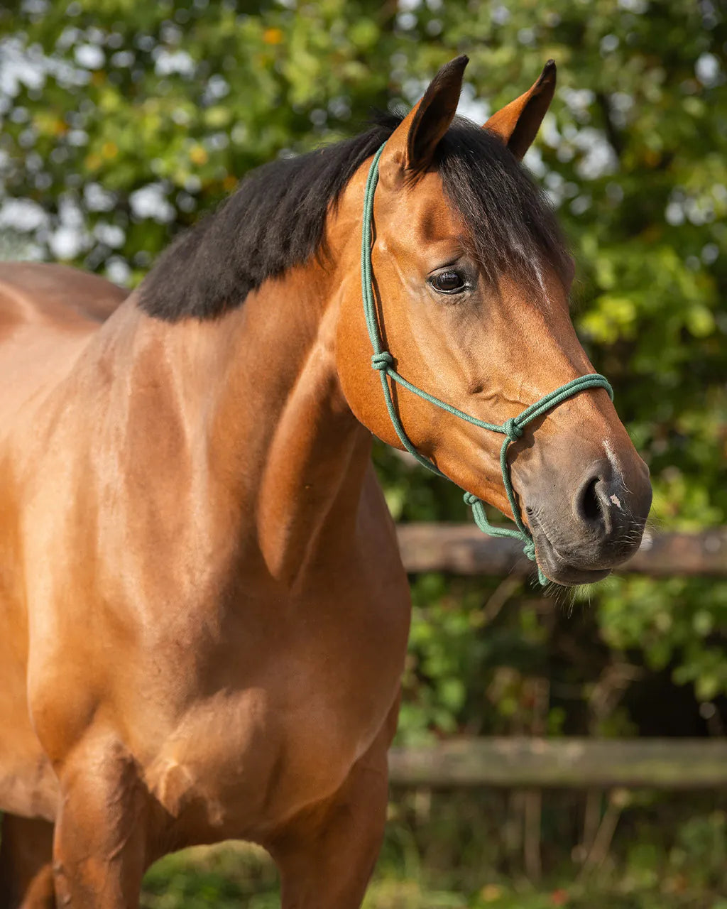 Cabezada de cuadra Rope halter basic QHP para equitación - vista 8