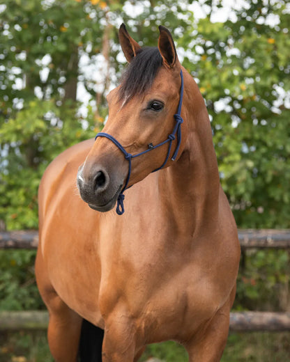 Cabezada de cuadra Rope halter basic QHP para equitación - vista 14