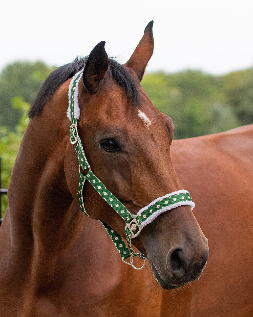 Cabezada de cuadra Head collar Christmas QHP para equitación - vista 28