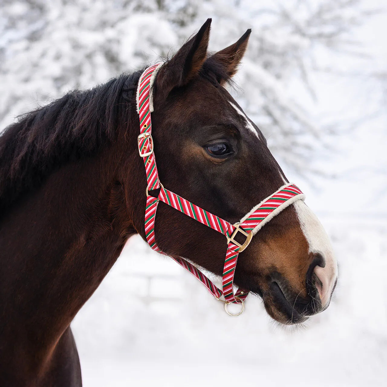 Cabezada de cuadra Head collar Christmas QHP para equitación - vista 8