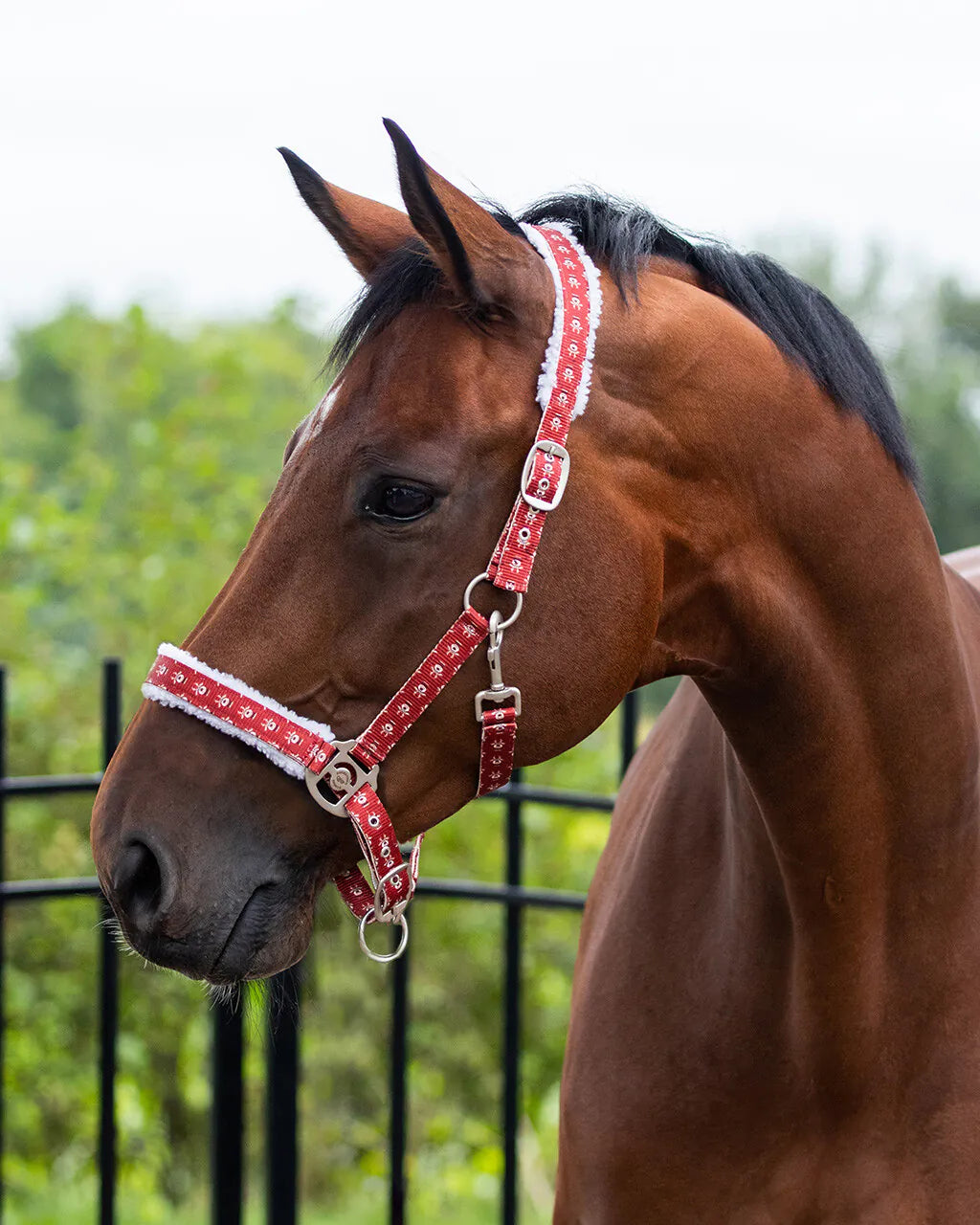 Cabezada de cuadra Head collar Christmas QHP para equitación - vista 12
