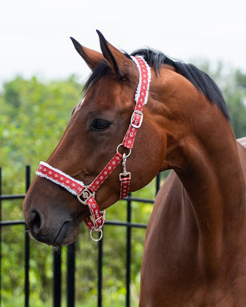 Cabezada de cuadra Head collar Christmas QHP para equitación - vista 30