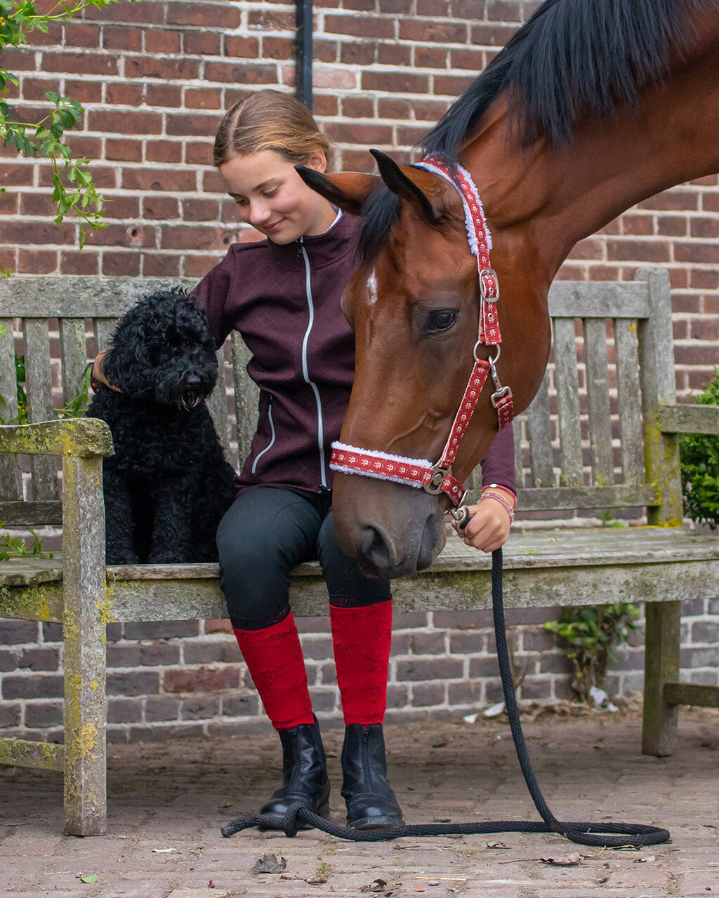 Cabezada de cuadra Head collar Christmas QHP para equitación - vista 37