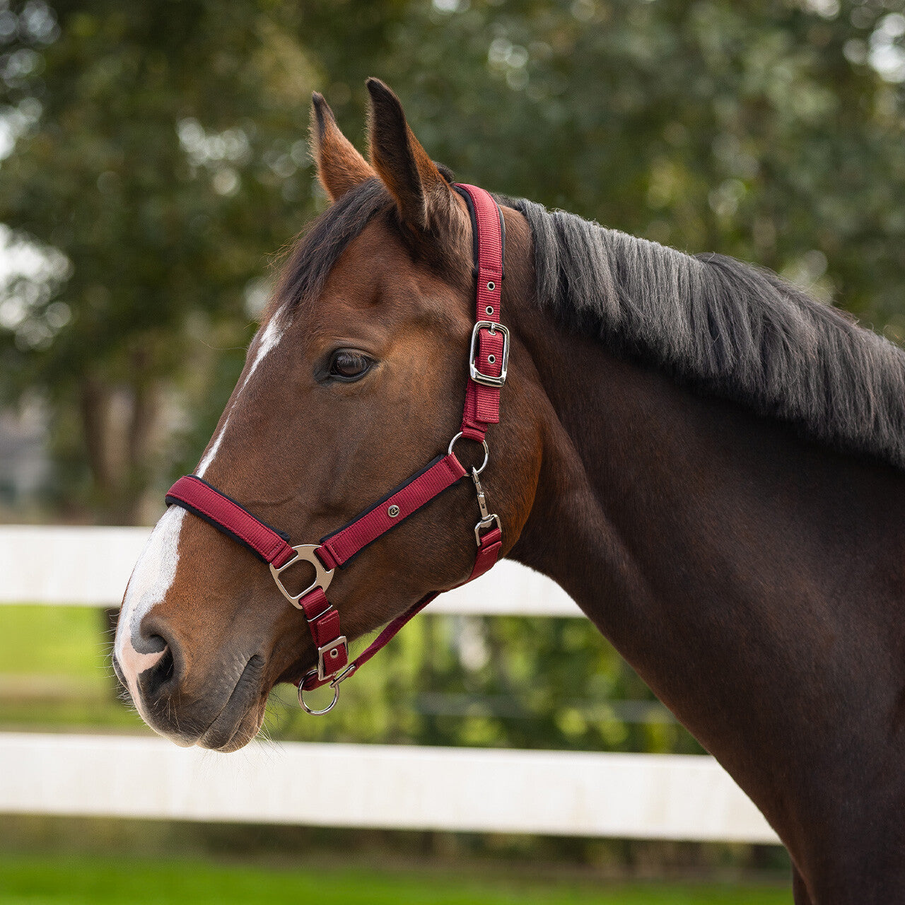 Cabezada de cuadra Head collar Deluxe QHP para equitación
