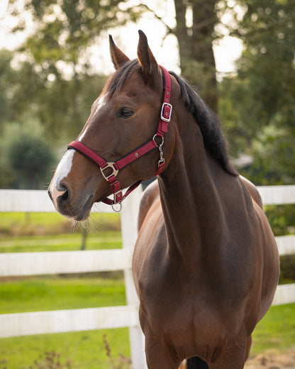 Cabezada de cuadra Head collar Deluxe QHP para equitación - vista 3