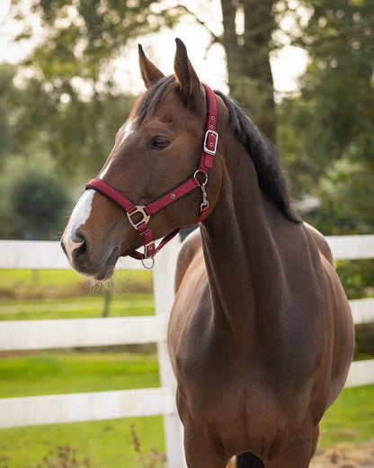 Cabezada de cuadra Head collar Deluxe QHP para equitación - vista 4