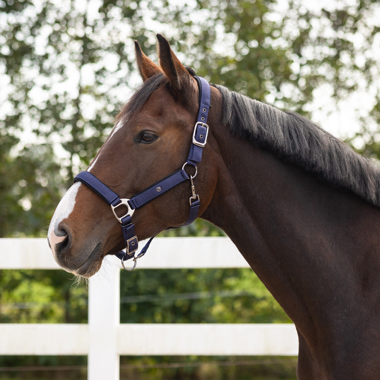 Cabezada de cuadra Head collar Deluxe QHP para equitación - vista 13