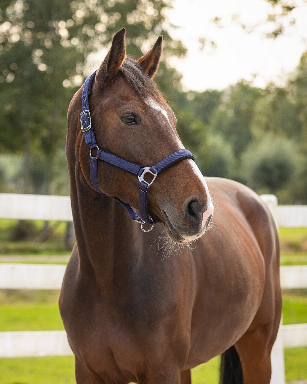 Cabezada de cuadra Head collar Deluxe QHP para equitación - vista 15