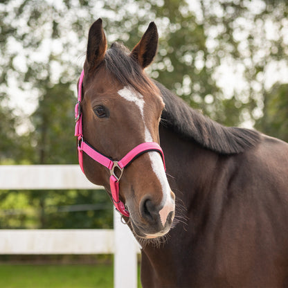Cabezada de cuadra Head collar Deluxe QHP para equitación - vista 34