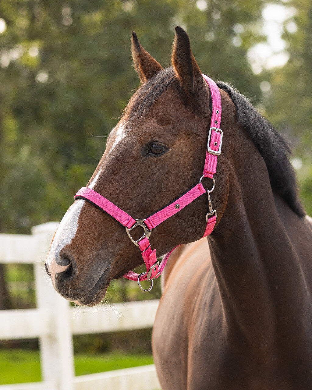 Cabezada de cuadra Head collar Deluxe QHP para equitación - vista 35