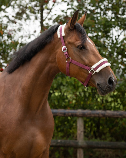 Cabezada de cuadra Head collar Cali QHP para equitación - vista 28