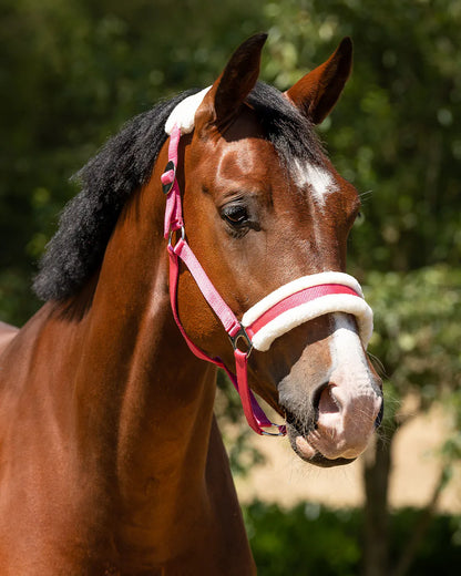Cabezada de cuadra Head collar Cali QHP para equitación - vista 16