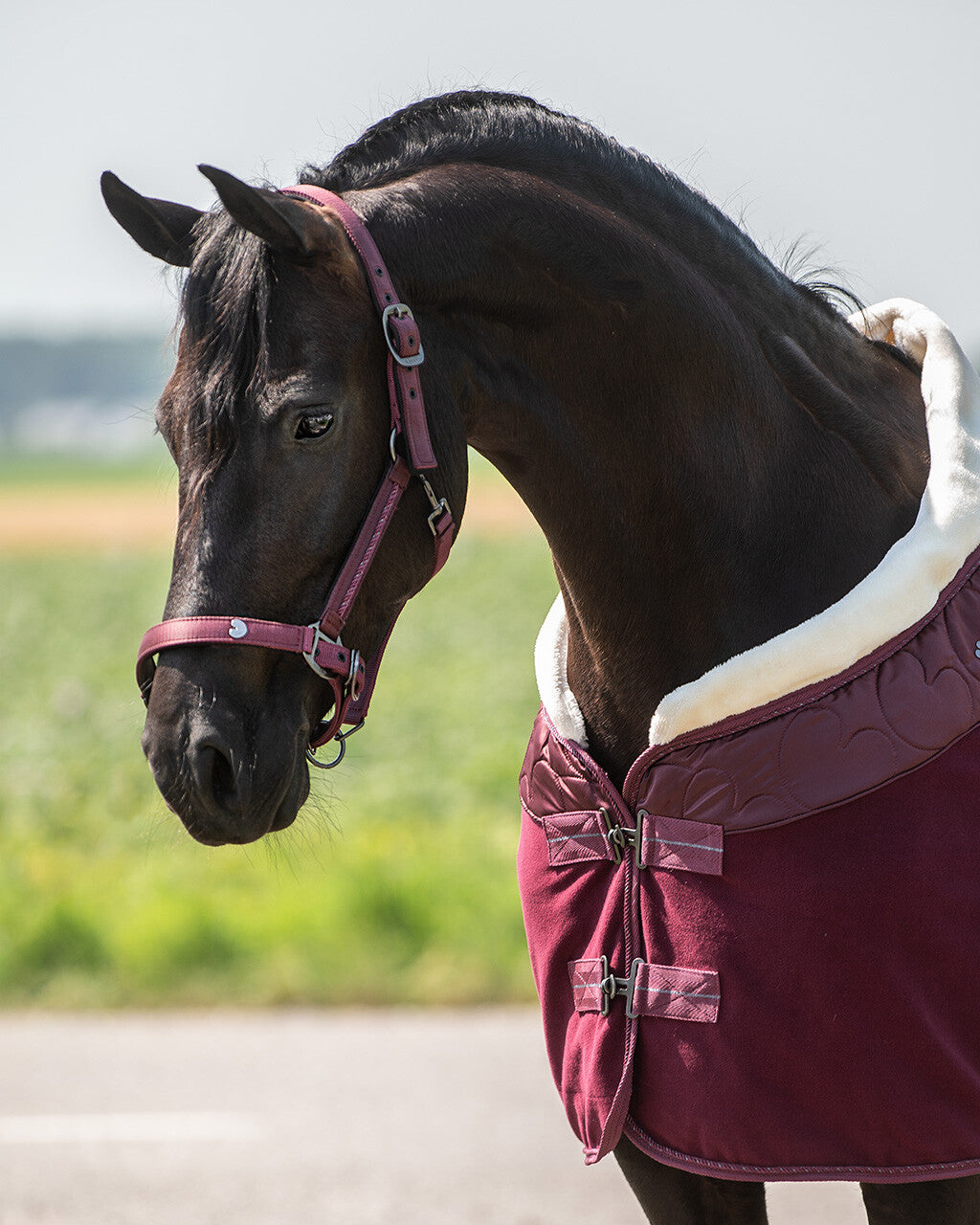 Cabezada de cuadra Head collar set Lily QHP para equitación - vista 5