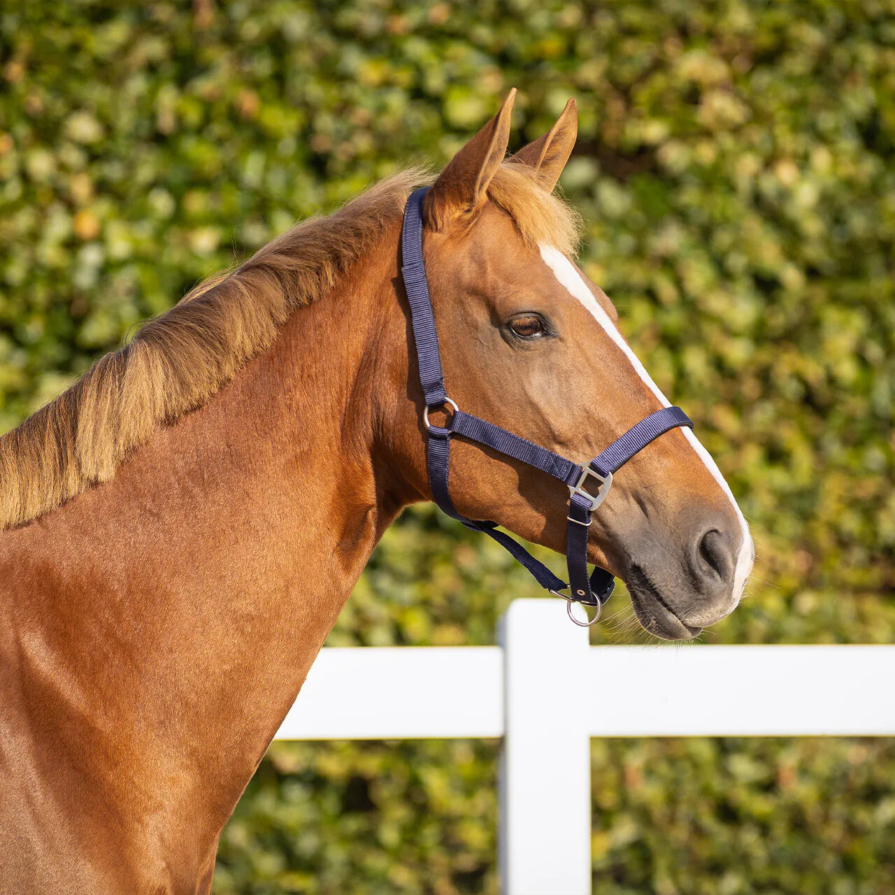 Cabezada de cuadra Safety halter Forrado QHP para equitación - vista 4