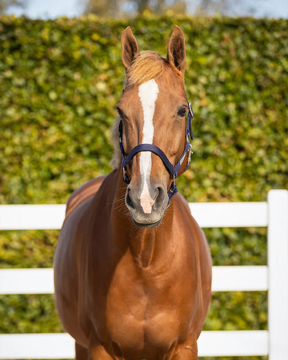 Cabezada de cuadra Safety halter Forrado QHP para equitación - vista 6