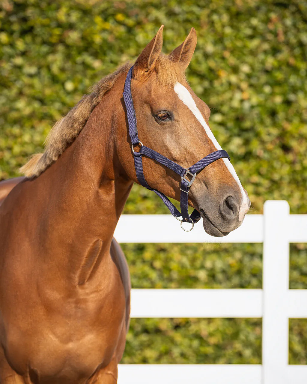 Cabezada de cuadra Safety halter Forrado QHP para equitación - vista 8