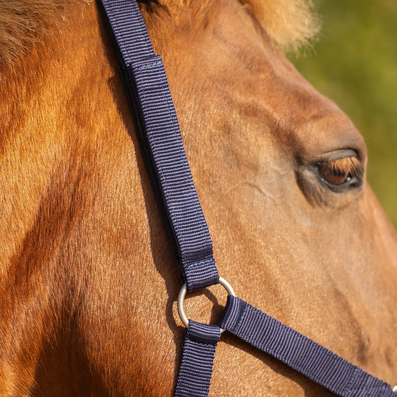 Cabezada de cuadra Safety halter Forrado QHP para equitación - vista 10