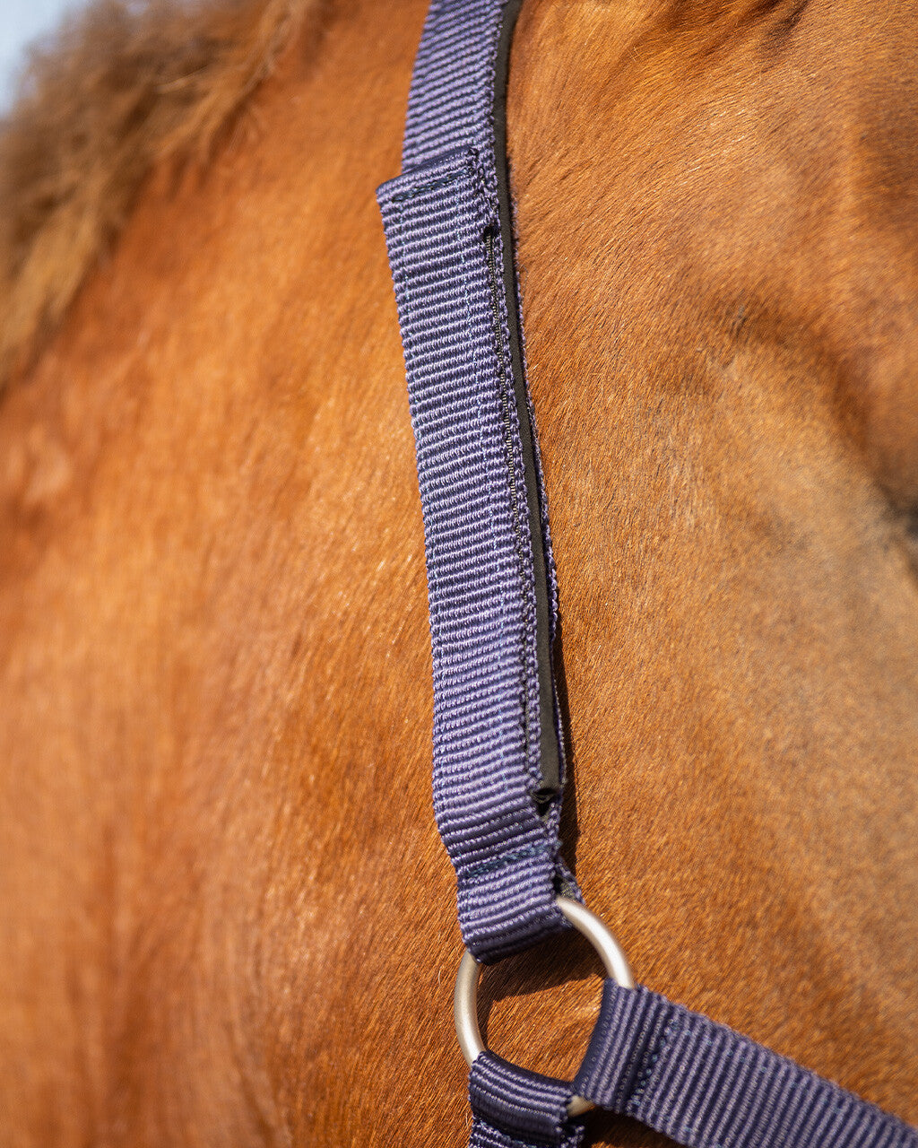 Cabezada de cuadra Safety halter Forrado QHP para equitación - vista 11