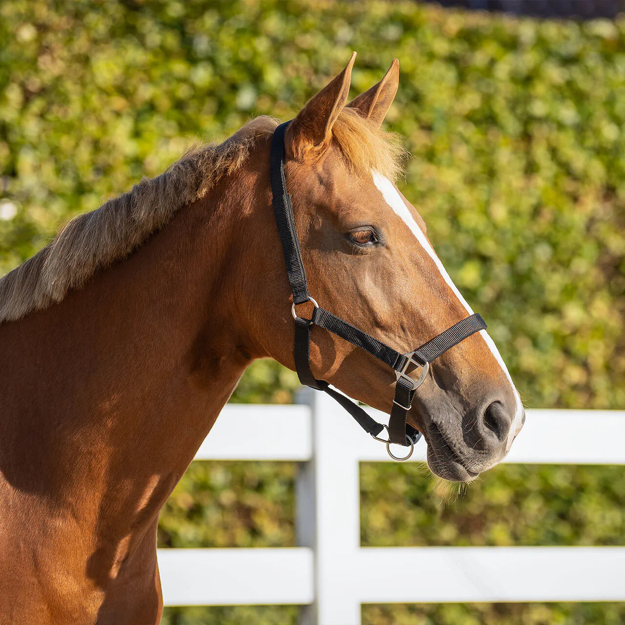 Cabezada de cuadra Safety halter Forrado QHP para equitación - vista 20