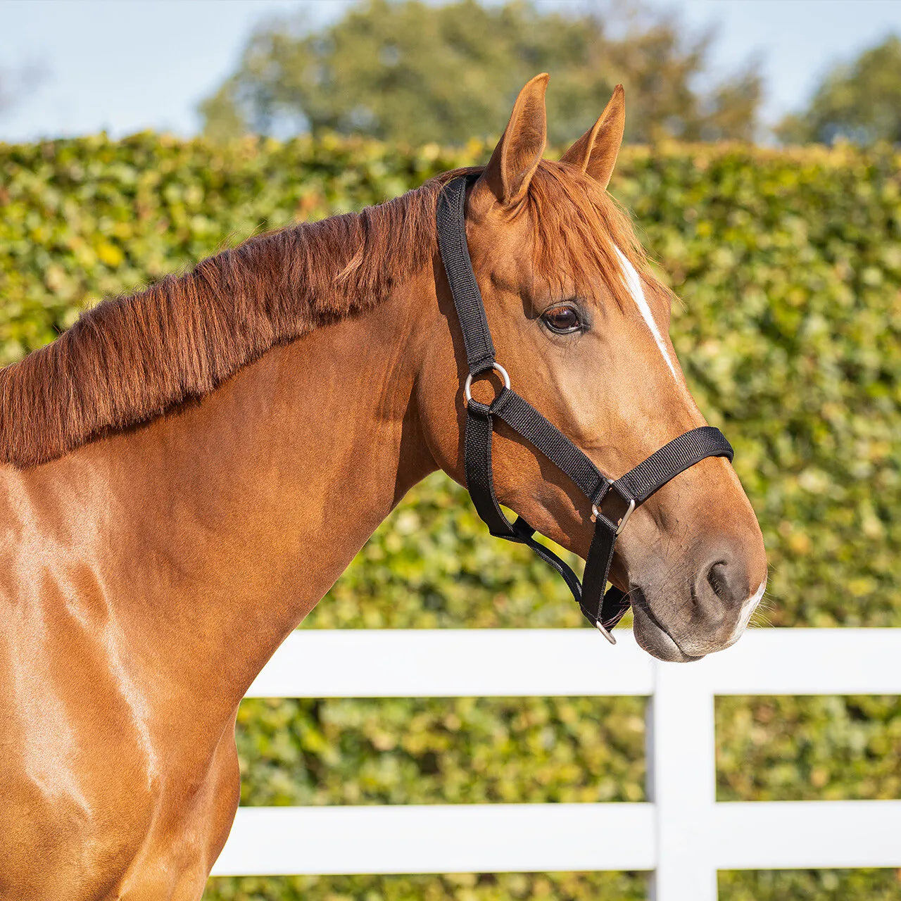 Cabezada de cuadra Head collar extra strong QHP para equitación - vista 4