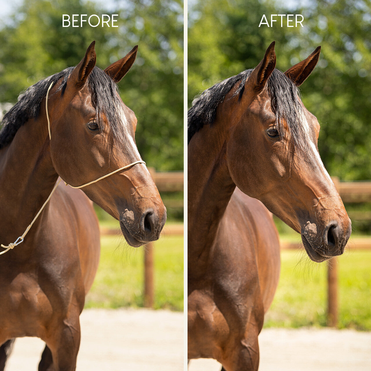 Cabezada de cuadra Photography halter QHP para equitación - vista 3