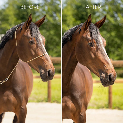 Cabezada de cuadra Photography halter QHP para equitación - vista 4