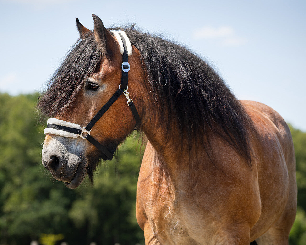Cabezada de cuadra Head collar Cali draft caballo QHP para equitación - vista 5