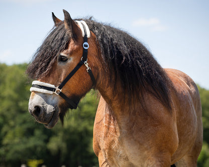 Cabezada de cuadra Head collar Cali draft horse QHP para equitación - vista 5
