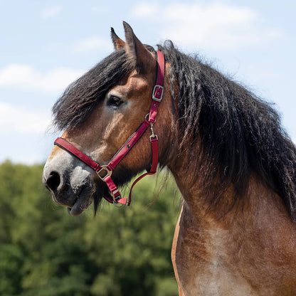 Cabezada de cuadra Head collar Deluxe draft caballo QHP para equitación - vista 4