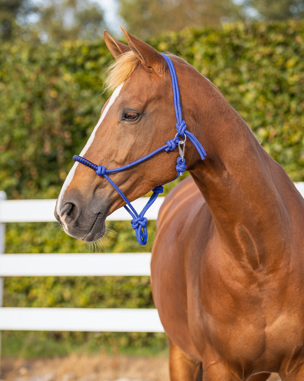 Cabezada de cuadra Rope halter con clip QHP para equitación - vista 5