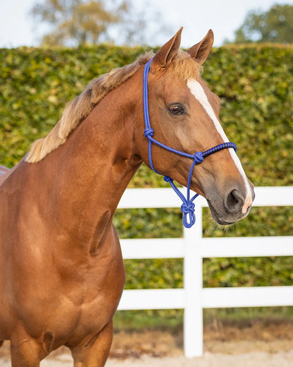 Cabezada de cuadra Rope halter con clip QHP para equitación - vista 8