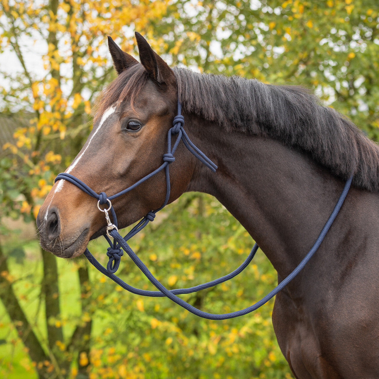 Cabezada de cuadra Rope halter color con rein QHP para equitación - vista 19