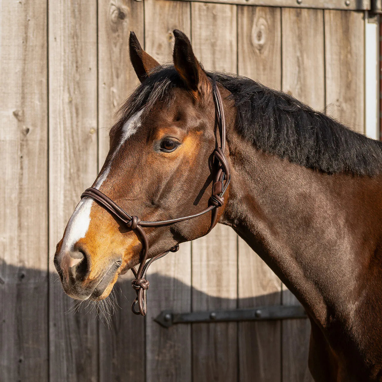 Cabezada de cuadra Rope halter leather Liberta QHP para equitación - vista 6