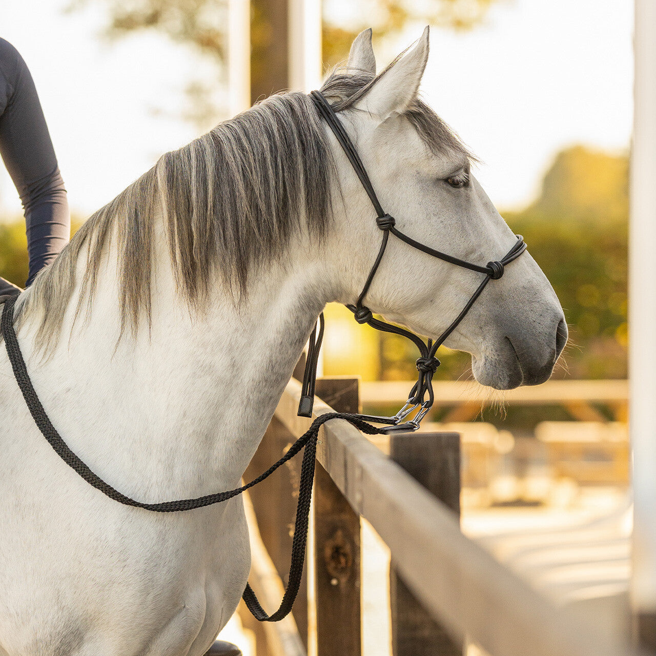 Cabezada de cuadra Rope halter leather Liberta QHP para equitación - vista 13