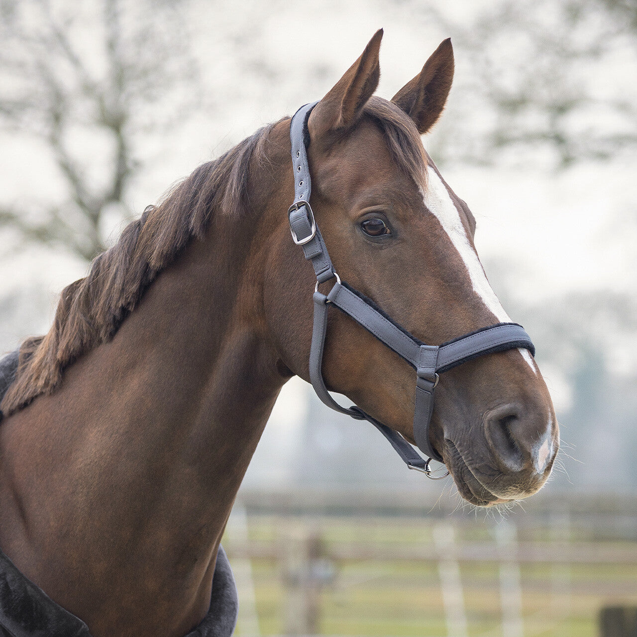 Cabezada de cuadra Head collar set Sensisoft QHP para equitación - vista 3