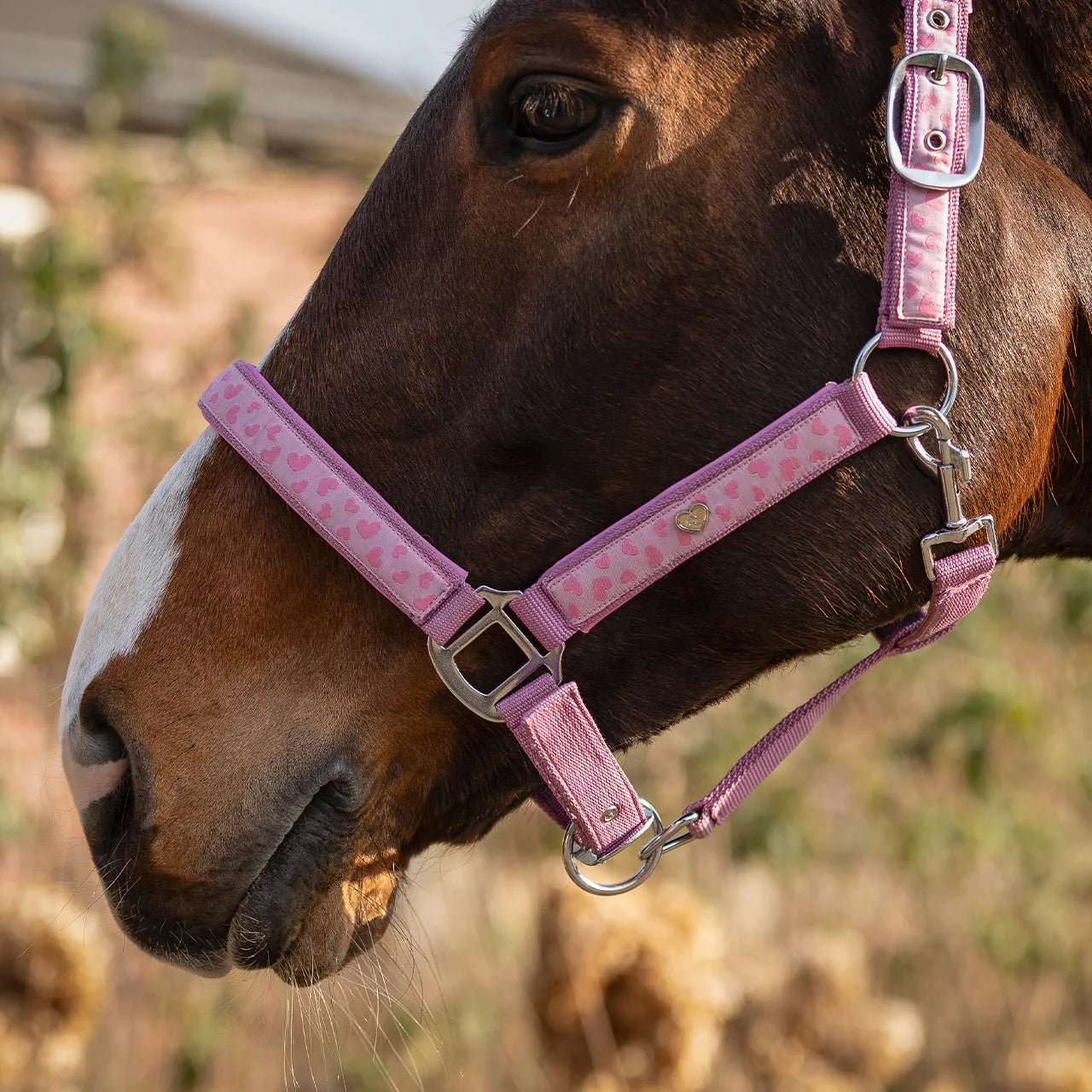 Cabezada de cuadra Head collar Lyvia QHP para equitación - vista 6